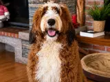 TÜRKİYE’de TEK BERNEDOODLE