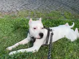 2 yaşında safkan Dogo argentino