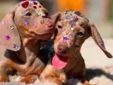 EŞSİZ GÜZELLİĞİ İLE DACHSHUND YAVRULARI