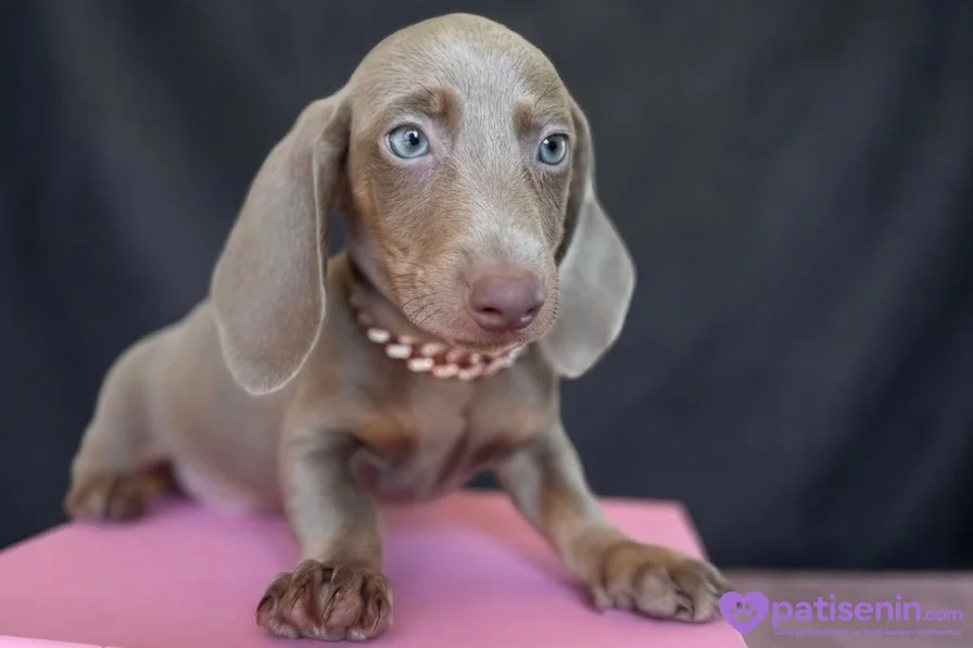EŞSİZ GÜZELLİĞİ İLE DACHSHUND YAVRULARI 8