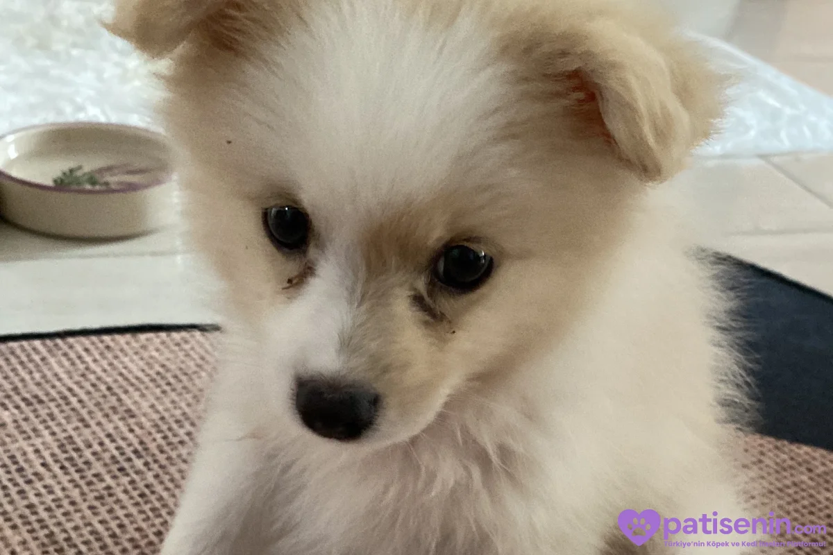 3 aylık Beyaz Pomeranian Yavru – Sevimli ve Sağlıklı 7