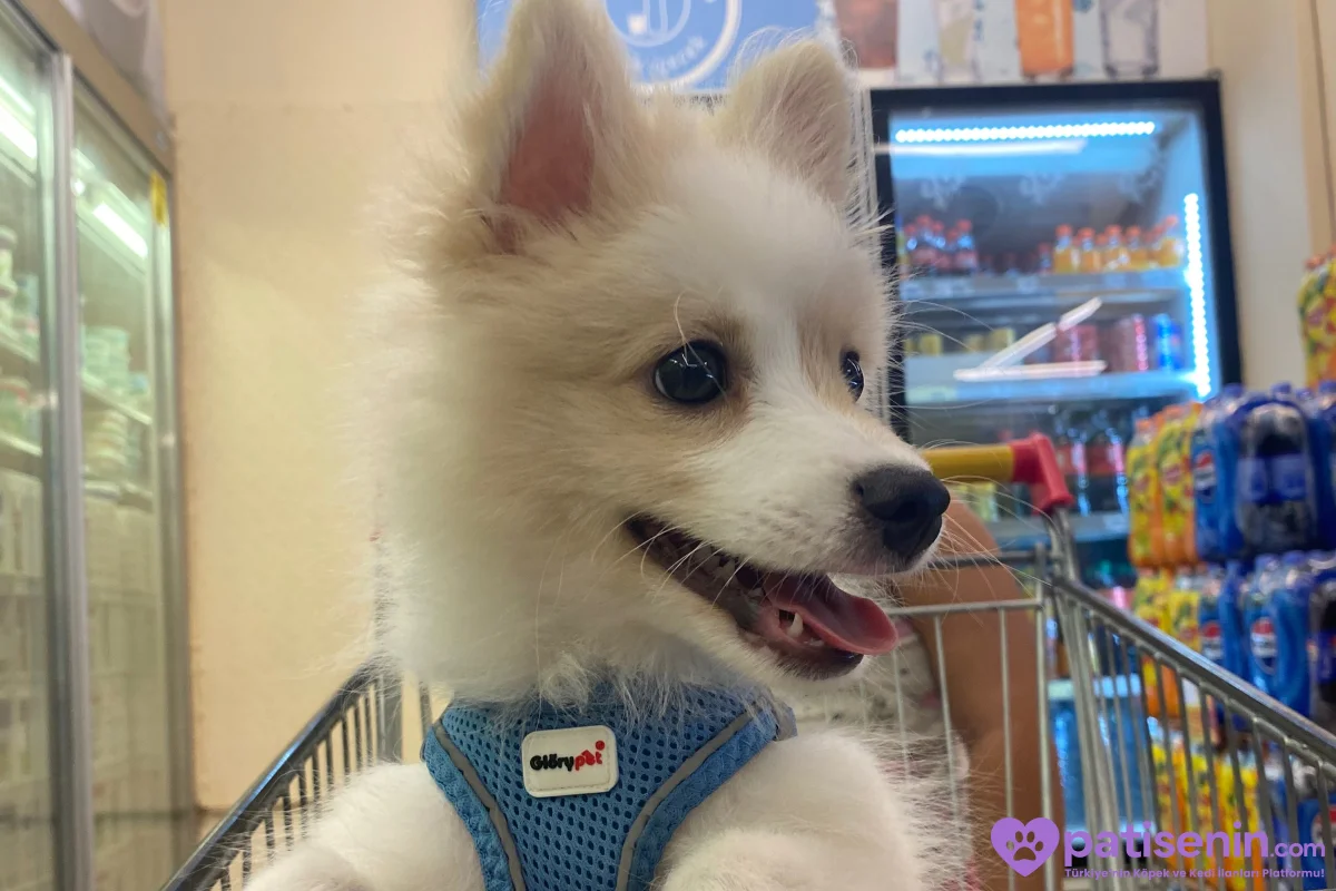 3 aylık Beyaz Pomeranian Yavru – Sevimli ve Sağlıklı 3