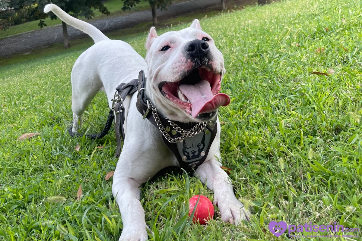 2 yaşında safkan Dogo argentino 3