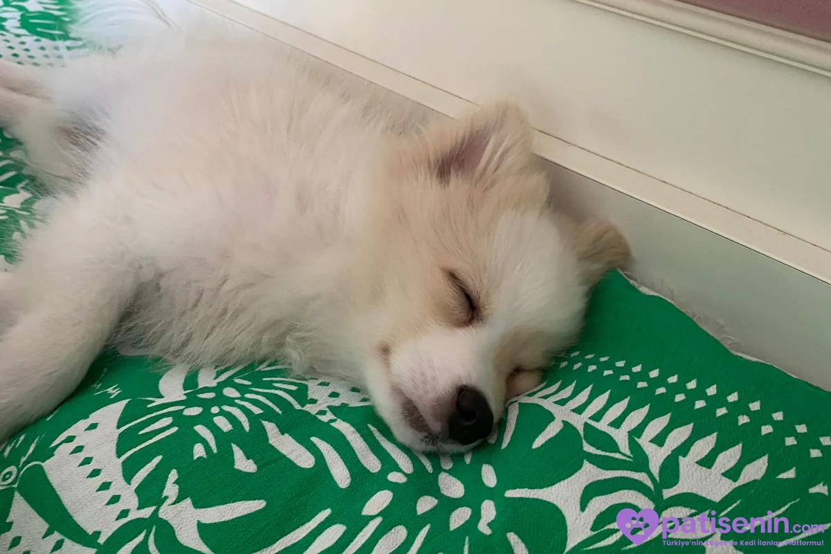 3 aylık Beyaz Pomeranian Yavru – Sevimli ve Sağlıklı 5