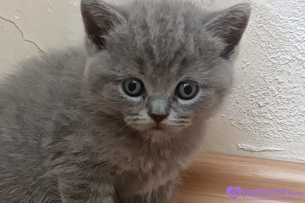 Safkan British Shorthair Yavrumuz 2