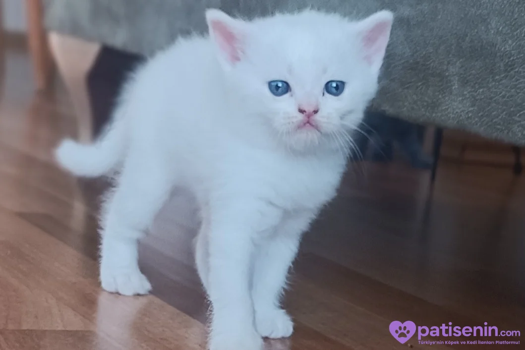 Safkan British Shorthair Yavrumuz 5