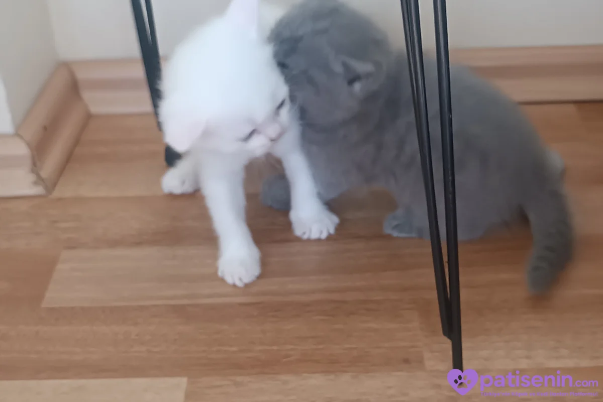 Safkan British Shorthair Yavrumuz 6