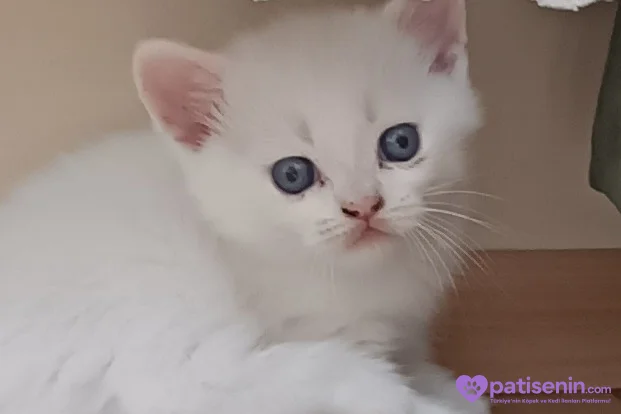 Safkan British Shorthair Yavrumuz 1