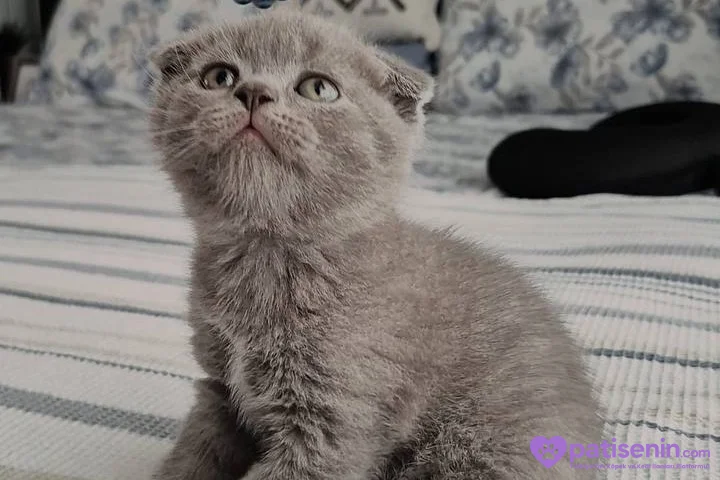 Safkan Scottish Fold Erkek Yavrumuz 2