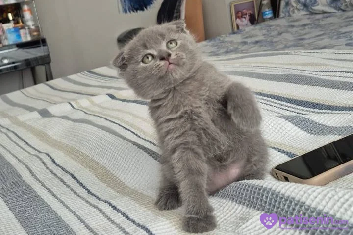 Safkan Scottish Fold Erkek Yavrumuz 1