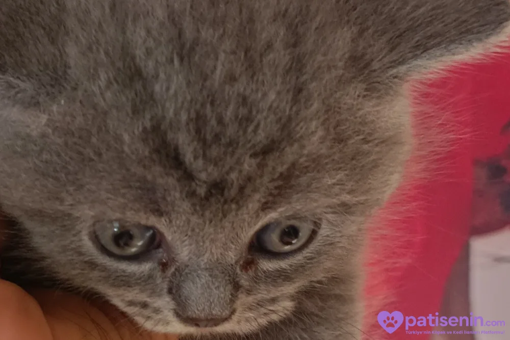 Safkan British Shorthair Yavrumuz 4