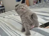 Safkan Scottish Fold Erkek Yavrumuz