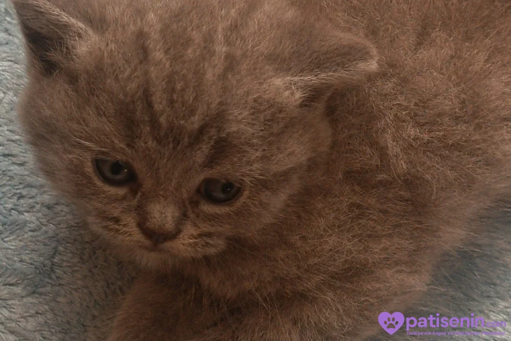 Safkan British Shorthair Yavrumuz 7