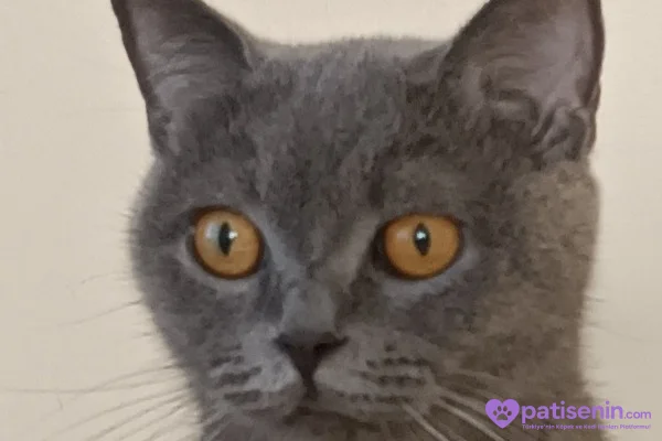 Safkan British Shorthair Yavrumuz 3