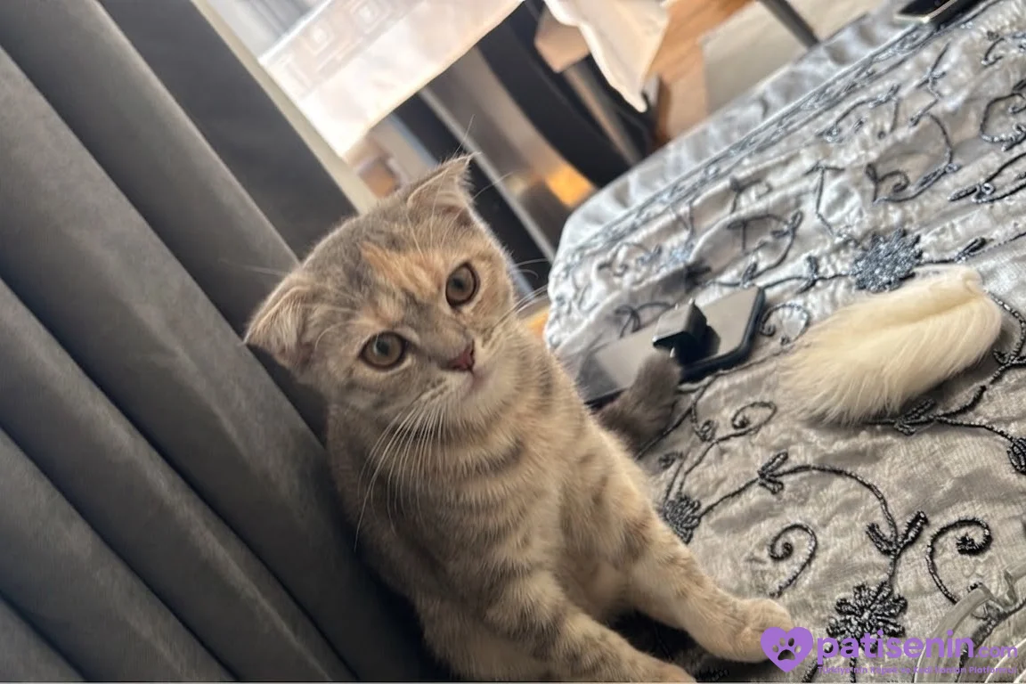 4 aylık scottish fold 1