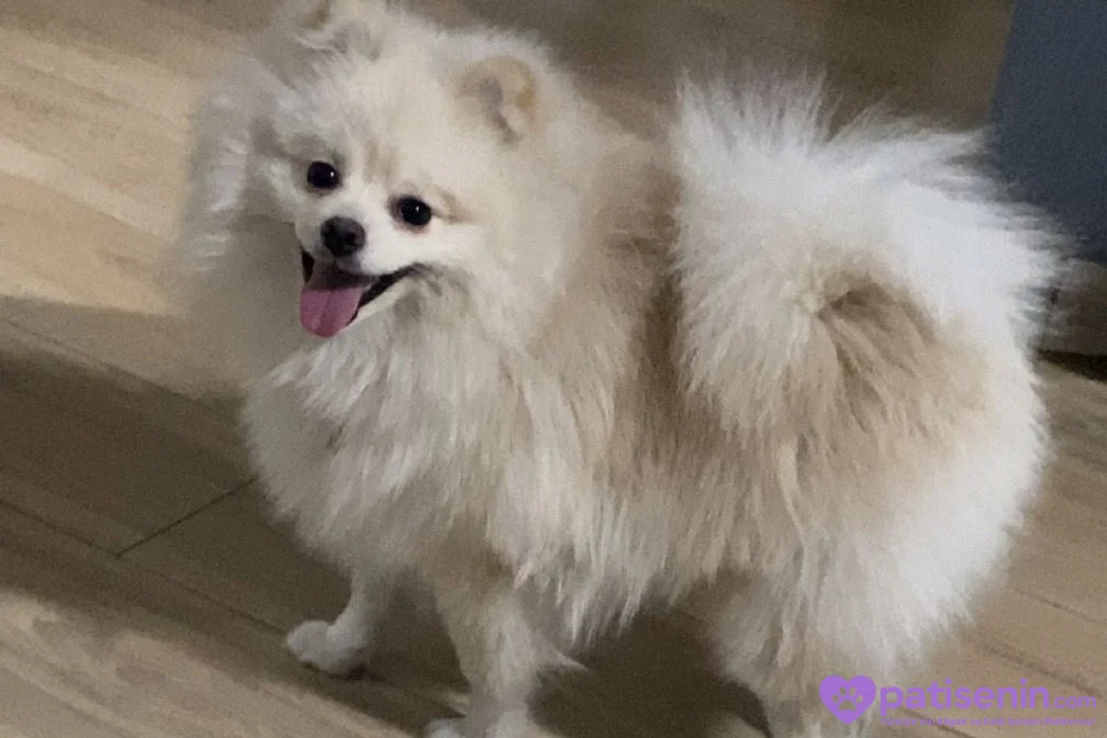2 yaşında safkan pomerian 3