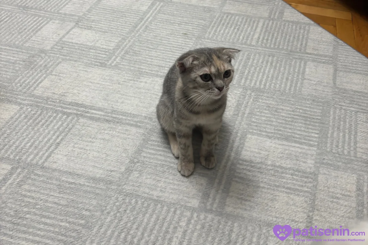 4 aylık scottish fold 2