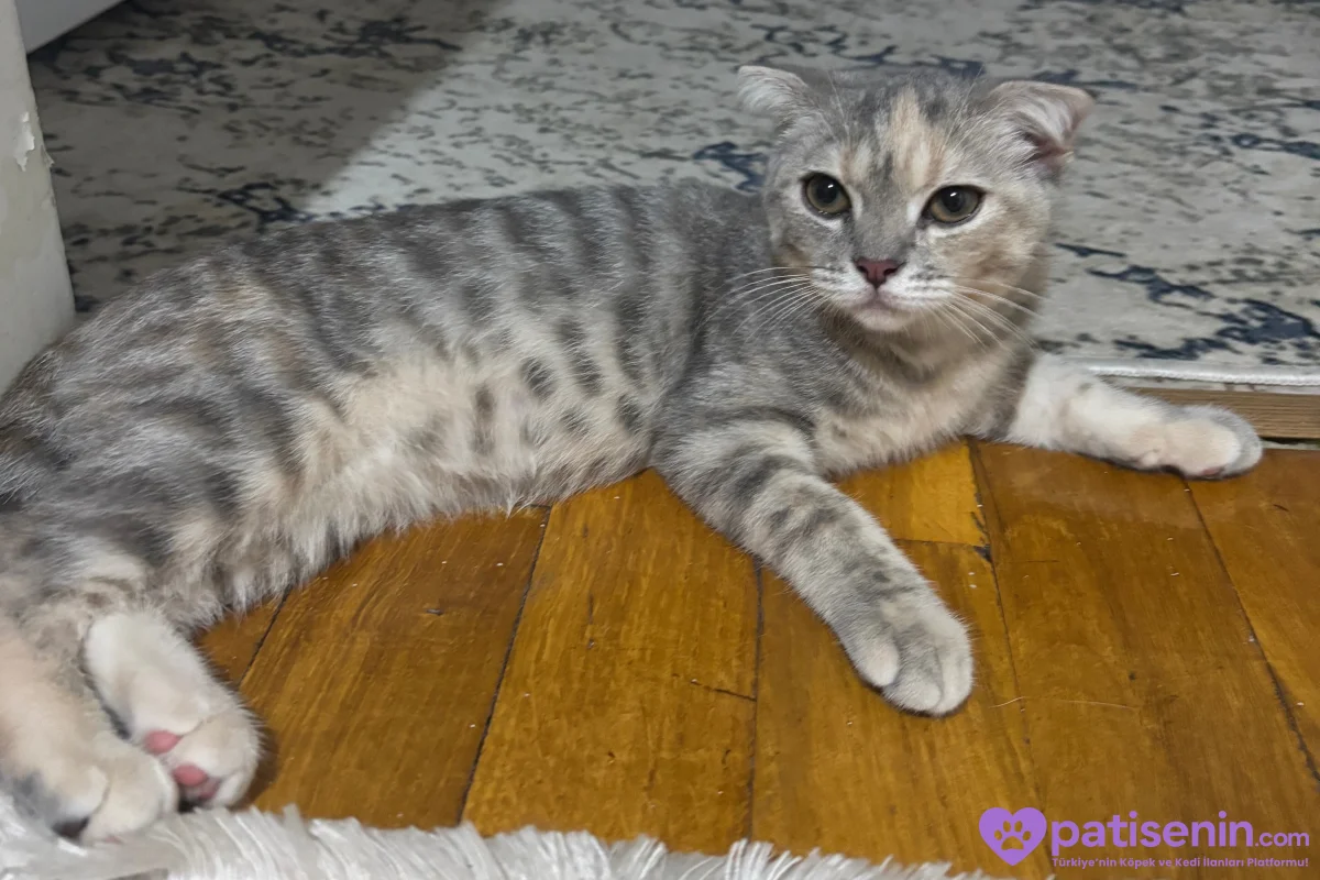 4 aylık scottish fold 3