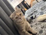 4 aylık scottish fold