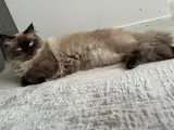 Melez Siyam Kedimiz Çok Sevecen