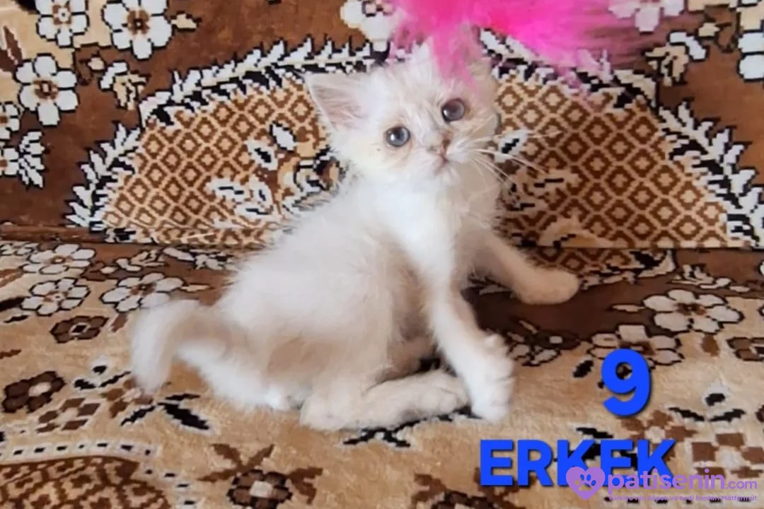 PAMUK ŞEKERLERİM🥰🍭 6