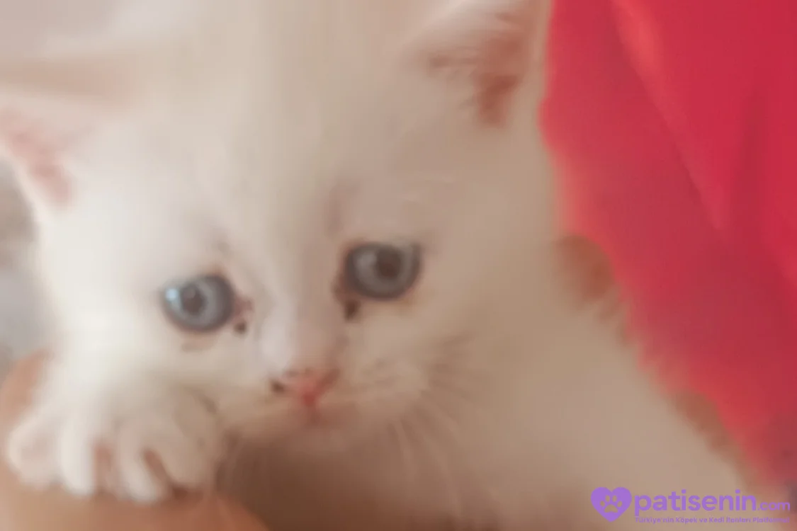 Safkan British Shorthair Yavrumuz 9