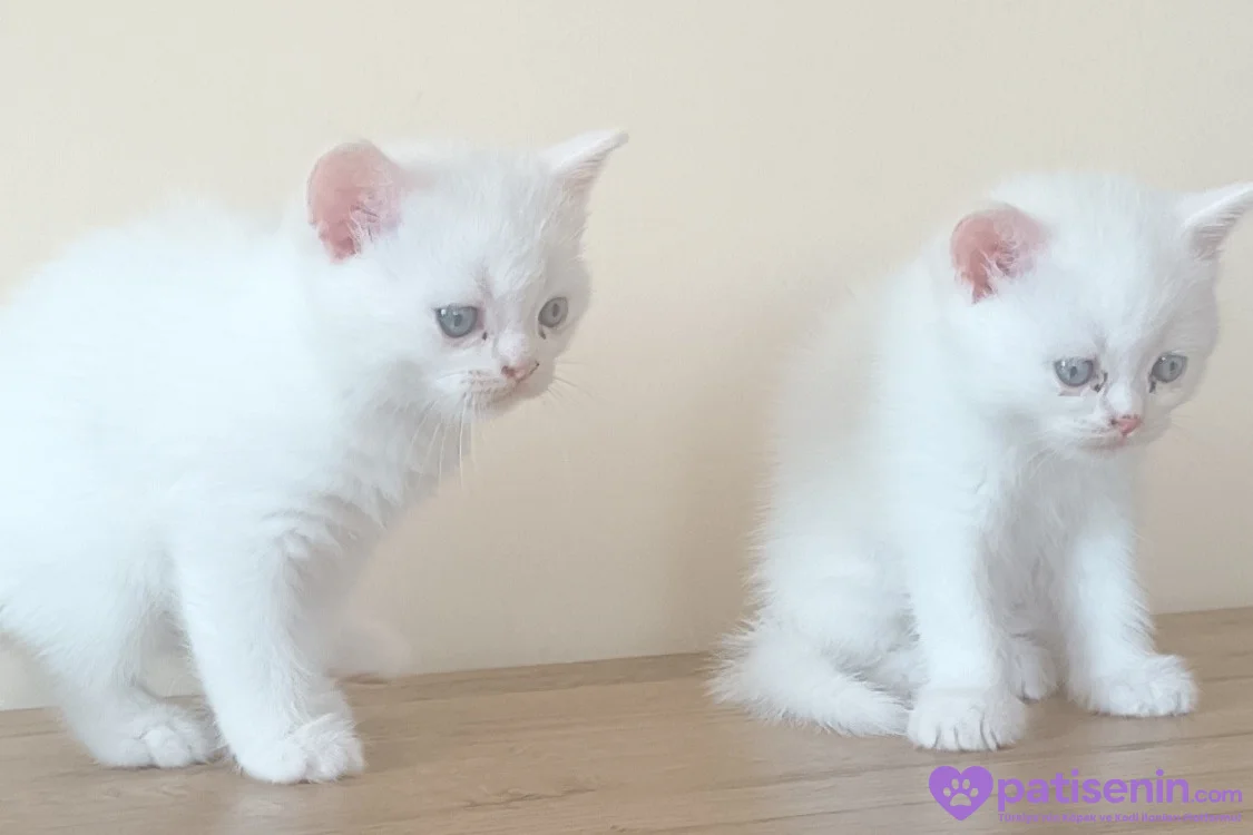 Safkan British Shorthair Yavrumuz 8