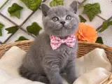 AYICIK SURAT DİŞİ ERKEK DIŞ PARAZİTLİ YAVRULAR