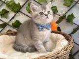 BEBEK SURAT SEMPATİK BRİTİSH ERKEK