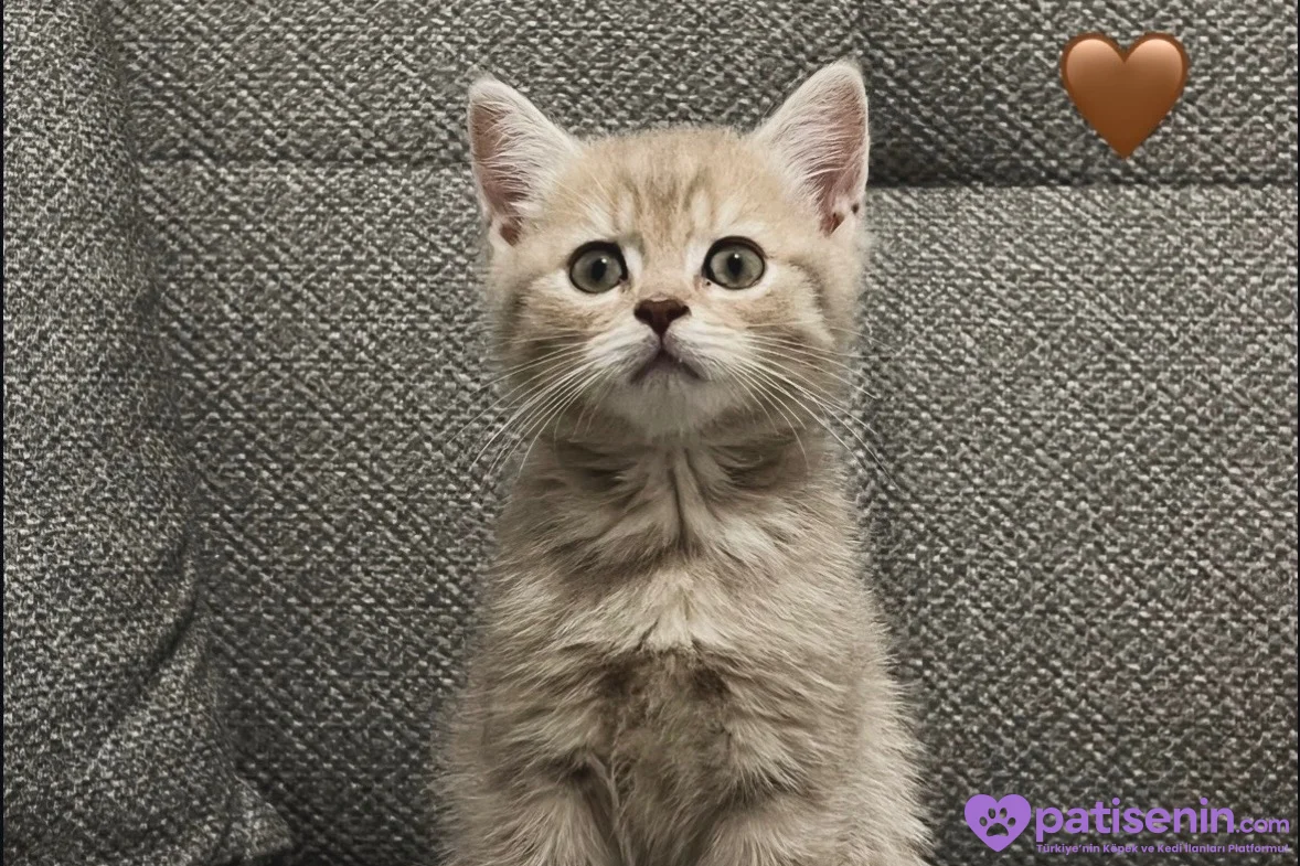 2 aylık Bristh Shorthair çok tatlı 1