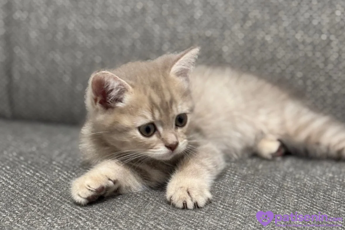 2 aylık Bristh Shorthair çok tatlı 2
