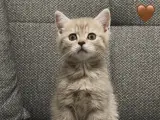 2 aylık Bristh Shorthair çok tatlı