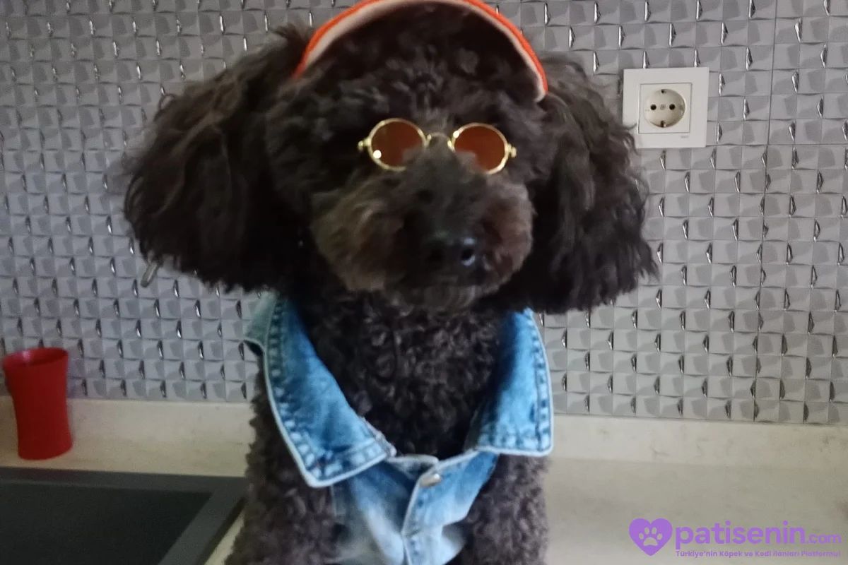 2,5 aylık poodle 1