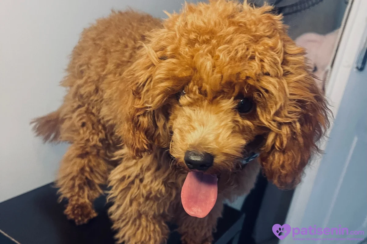 Çok Tatlı Safkan 6 Aylık Dişi Toy Poodle 1