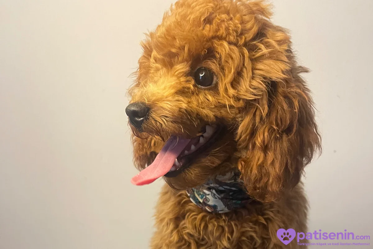 Çok Tatlı Safkan 6 Aylık Dişi Toy Poodle 4