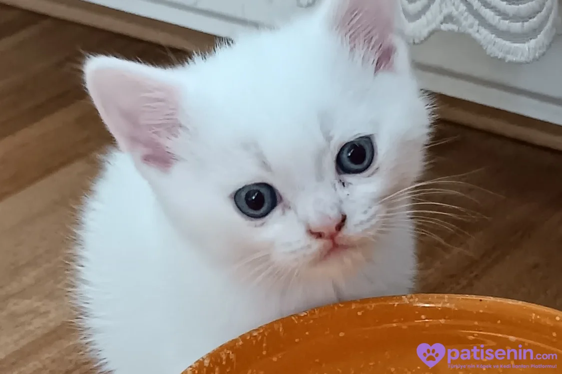 Safkan British Shorthair Yavrumuz 10
