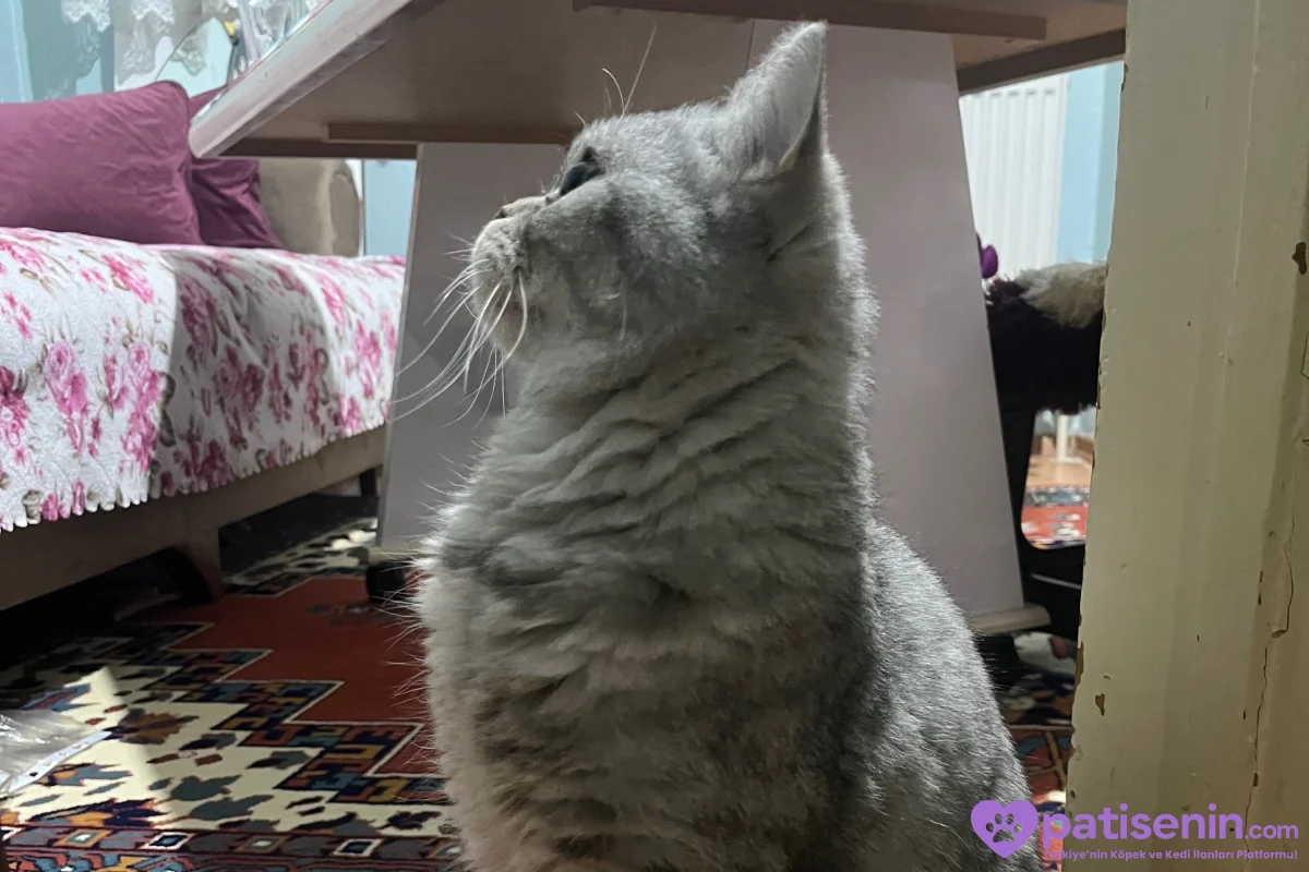 Ücretsiz Acil yuva aranıyor 🐾 2