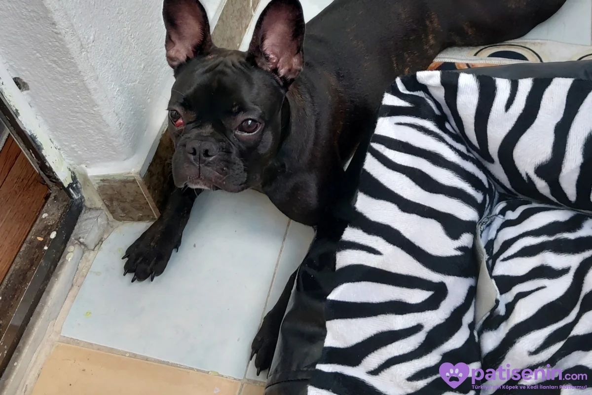 Safkan French Bulldog yavrumuz çok akıllı 1