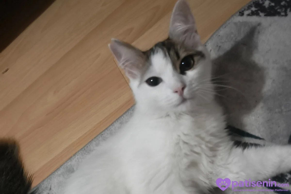 7 aylık tekir dişi kedi 4