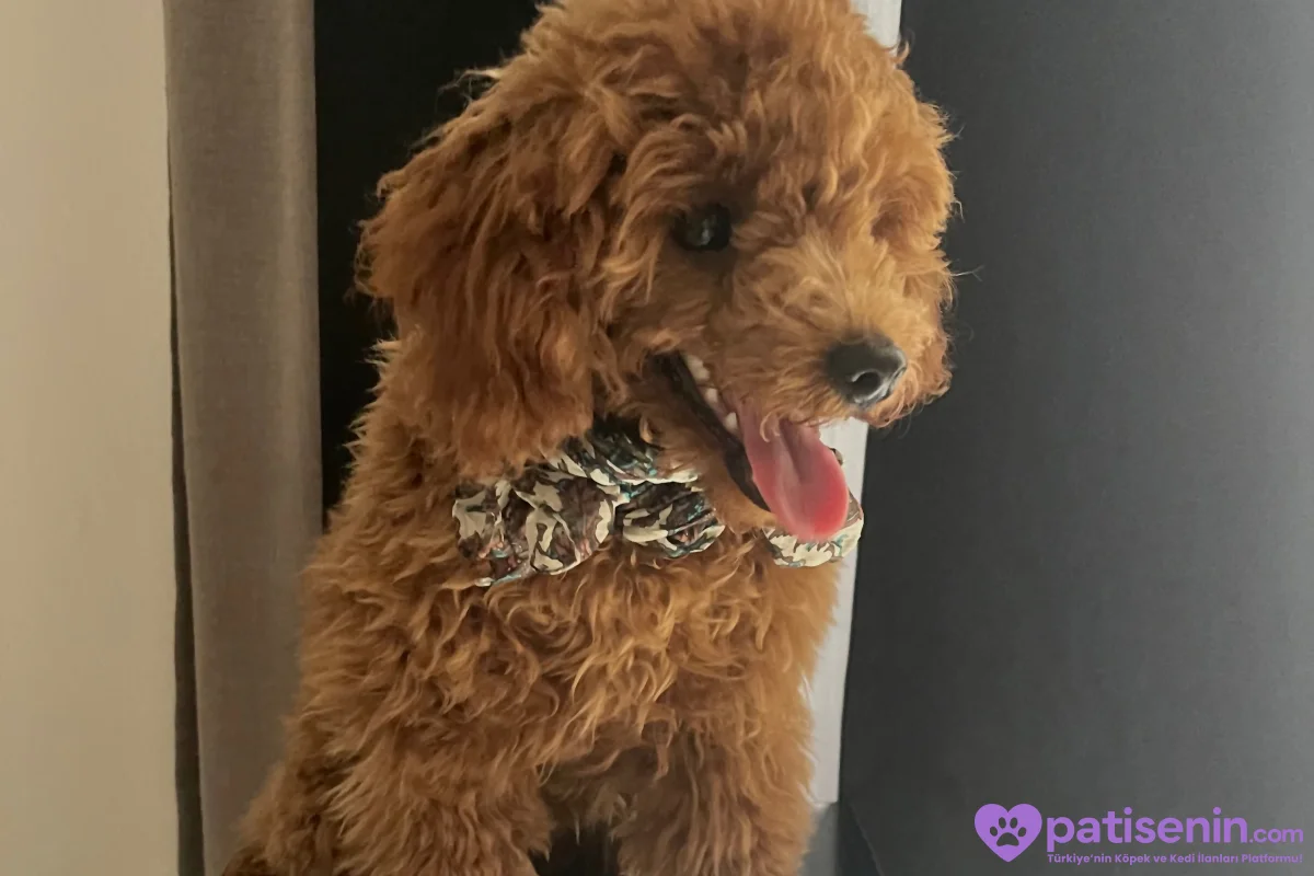 Çok Tatlı Safkan 6 Aylık Dişi Toy Poodle 2