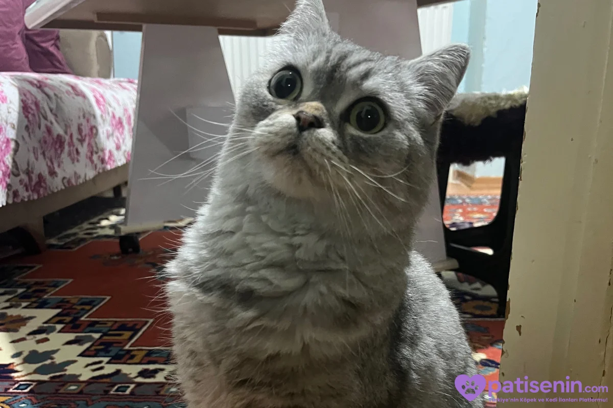 Ücretsiz Acil yuva aranıyor 🐾 1