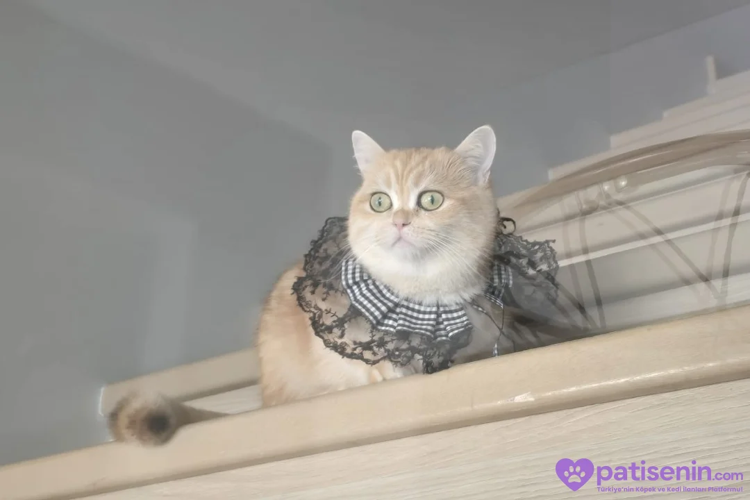 Kedi British Shortair 1