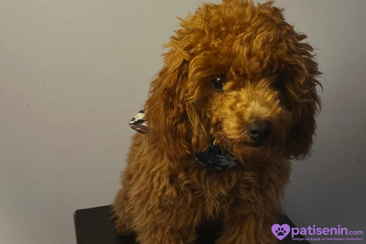 Çok Tatlı Safkan 6 Aylık Dişi Toy Poodle 3