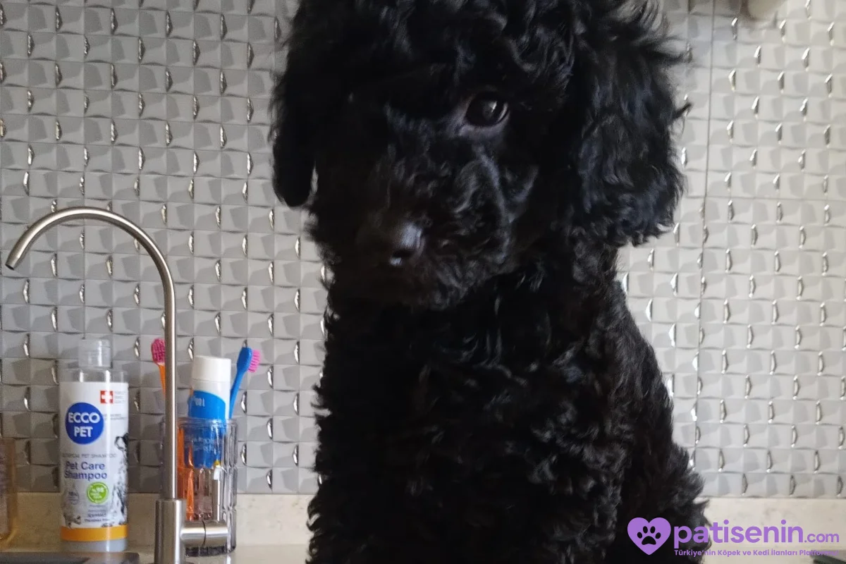 2,5 aylık poodle 2