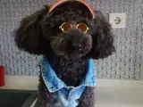 2,5 aylık poodle