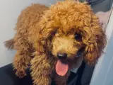 Çok Tatlı Safkan 6 Aylık Dişi Toy Poodle 