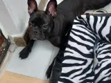 Safkan French Bulldog yavrumuz çok akıllı