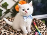 KARTOPU GİBİ MAŞALLAH BEBEK SURATLI OĞLAN