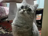 Ücretsiz Acil yuva aranıyor 🐾