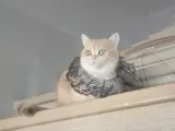Kedi British Shortair